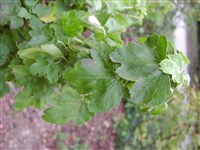 Смородина пучковатая, Билларди – Ribes fasciculatum Sieb. & Zucc.