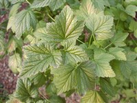 Смородина скалистая – Ribes petraeum Wulf. (1)