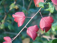 Смородина слабошиповатая, крыжовник слабошиповатый – Ribes hirtellum Michx.