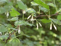 Смородина снежная, крыжовник снежный, крыжовник изящный – Ribes niveum Lindl. (1)