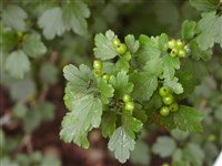 Смородина холодная – Ribes glaciale Wallich. (1)