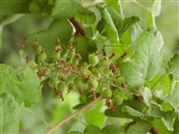 Смородина черешчатая, дикуша, алданский виноград – Ribes petiolare Fisch.