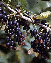 Смородина черная