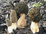 Сморчки (Сморчок конический)