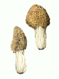 Сморчок конический