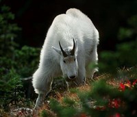 Снежная коза (1)