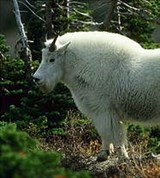 Снежная коза (2)