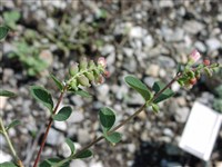 Снежноягодник Доренбоза – Symphoricarpus x doorenbosii Krussm.