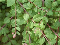 Снежноягодник Шенолта – Symphoricarpus x chenaultii Rehd.