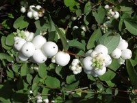 Снежноягодник белый – Symphoricarpus albus (L.) Blake.