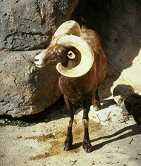 Снежный баран