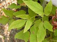 Сныть обыкновенная – Aegopodium podograria L.