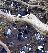 Снэрский хохлатый пингвин (колония)