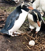 Снэрский хохлатый пингвин (у гнезда)