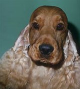 Собаки (американский коккер-спаниель)