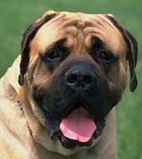 Собаки (мастиф)