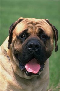 Собаки (мастиф)