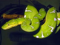 Собакоголовый удав