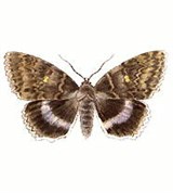 Совки (ленточница голубая)