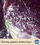 Совы (видеофрагмент)