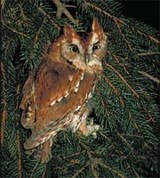 Совы (малая ушастая сова)