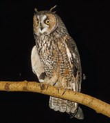 Совы (ушастая сова)