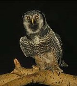 Совы (ястребиная сова)