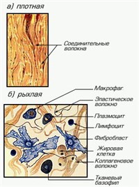 Соединительная ткань