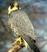 Сокол (на охоте)