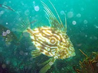 Солнечникообразные (Солнечник обыкновенный)