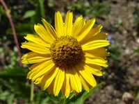 Солнечник подсолнечниковидный – Heliopsis helianthoides (L.) Sweet