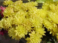 Солнечное Приморье [Род дендрантема – Dendranthema (DC.) Desmoul]