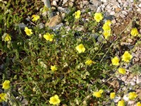 Солнцецвет монетчатый, обыкновенный – Helianthemum nummularium (L.) Mill. (1)