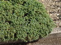 Солнцецвет полулунный – Helianthemum lunulatum (All.) DC.