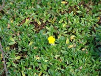 Солнцецвет приальпийский – Helianthemum alpestre (Jasq.) DC.