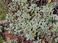 Солнцецвет седой – Helianthemum canum (L.) Baum.