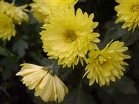 Солнышко [Род дендрантема – Dendranthema (DC.) Desmoul]