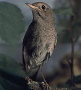 Соловей (восточный)