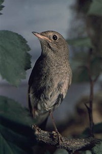 Соловей (восточный)