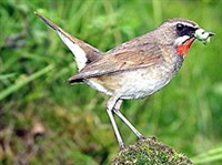 Соловей-красношейка (Luscinia calliope)