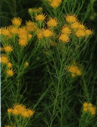 Солонечник льновидный, грудница обыкновенная – Galatella linosyris (L.) Reichb.