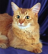 Сомалийская кошка (красно-коричневая), 1