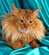 Сомалийская кошка (красно-коричневая), 2