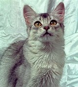 Сомалийская кошка (серебристая)