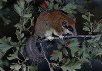 Сони (лесная соня)