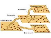 Соотношение ароморфоза