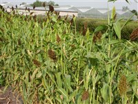 Сорго двуцветное – Sorghum bicolor (L.) Moench. (1)