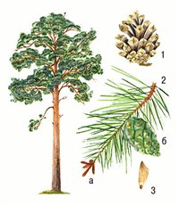 Сосна (сосна обыкновенная)