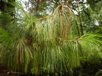 Сосна Веймутова, восточная белая сосна – Pinus strobus L.