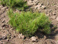 Сосна Гельдрейха, змеинокожая, панцирная, боснийская – Pinus heldreichii Christ.